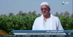 تقرير| زراعة الملوخية تقضي على البطالة في قرية غرب القاهرة