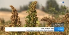 مصر.. إطلاق حملة قومية للتوسع في زراعة محصول الكينوا